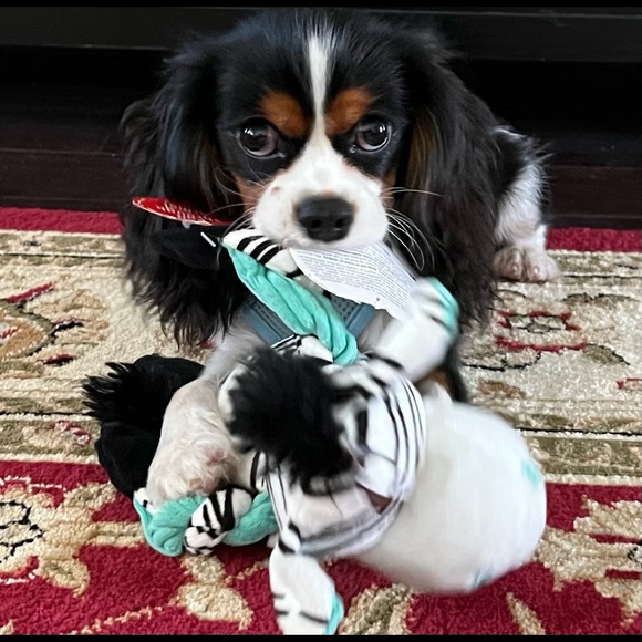 Meet your Posher, Adrienne - Picture 3 of 10